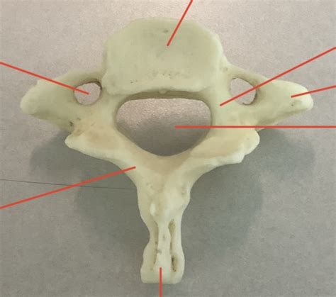 Osteology Lab Flashcards Quizlet