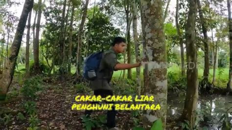 Cakar Cakar Liar Penghuni Belantara Si Otan Youtube