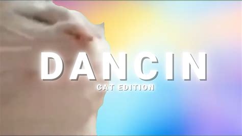 Dancin Cats Youtube