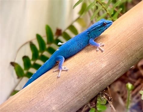 Electric Blue Geckos Lygodactylus Williamsi Day Gecko By Living Art