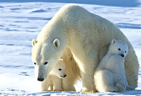 Week In Review May 11 2018 Warming Oceans Threaten Polar Species