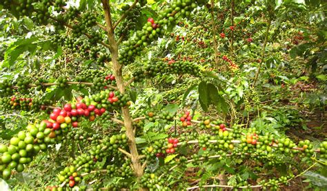 Cara Agar Kopi Berbuah Lebat Dan Banyak Suplemen Dan Pupuk Organik