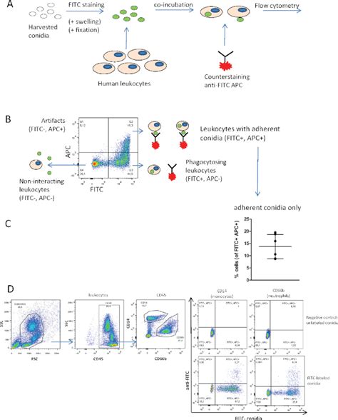 Measuring Phagocytosis Of Aspergillus Fumigatus Conidia By Human