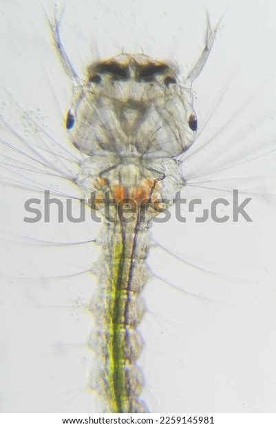 Mosquito Larva Head Under Microscope Stock Photo Shutterstock