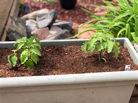 Daniel S Pacific Nw Garden Planting The Last Of The Dwarf Tomato