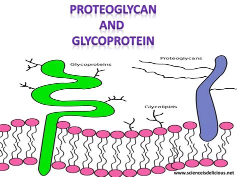 Proteoglycans And Glycoproteins PPT