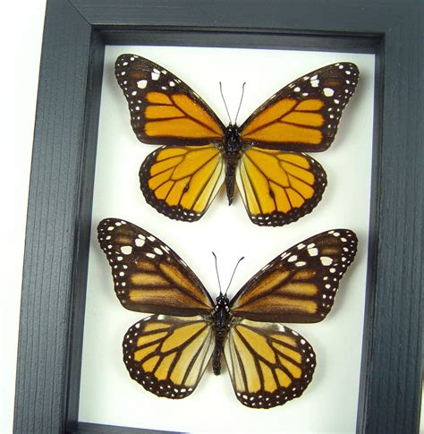 Framed Monarch Butterfly Pair Danaus Plexippus Peru