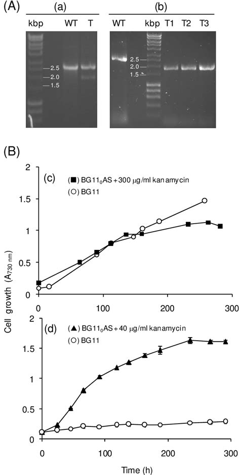 Mutant Analysis Of T Elongatus Bp 1 A Genotypic Assessment Of Cells