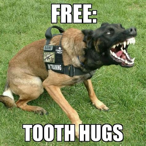 61 Best Dog Trainer Memes Images On Pinterest Dental Ha Ha And K9 Police