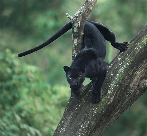 Wildlife Photographer Captures Beautiful Shots Of A Black Panther In