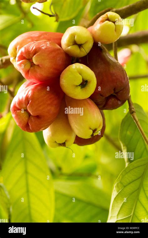 Jamaican Otaheite Apple On The Tree In Ocho Rios Jamaica West Indies