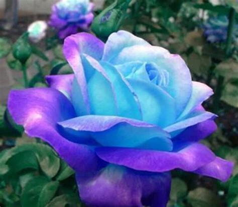 Rare Purple Moon