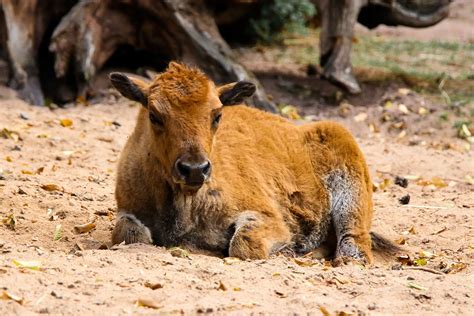 600 Free Bison And Buffalo Images Pixabay