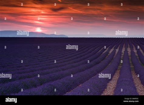 Lavender Field At Sunset Provence France Stock Photo Alamy