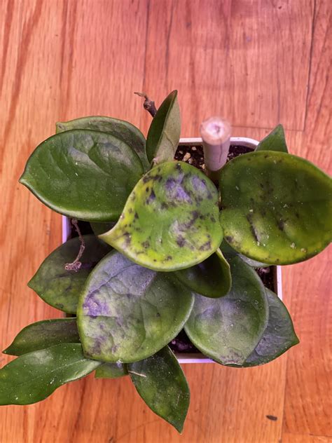 Black Spots On Hoya Chelsea What Is It Just Got Plant Online A Week