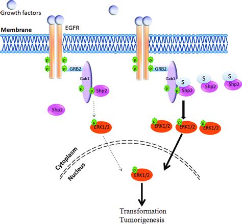 Model For The Shp Sumoylation In Erk Pathway Shp Sumoyaltion