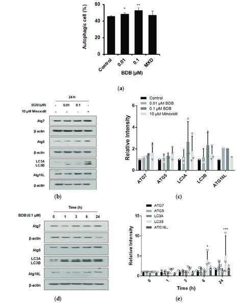 BDB Induces Autophagosome Formation In DPCs A Formation Of