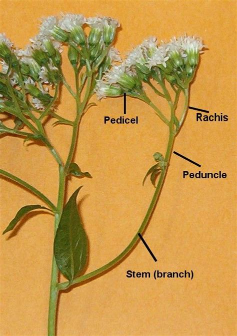 Parts of a Flower: Stem, Branches, and Petals