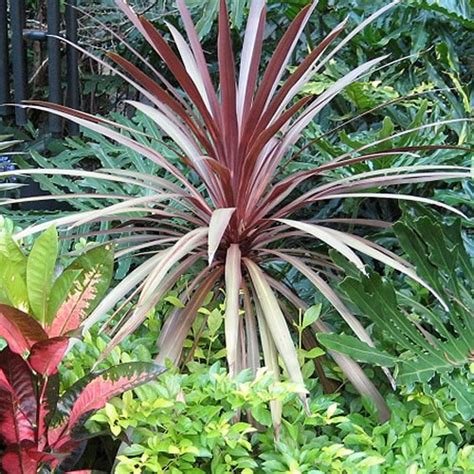 1 X Cordyline Red Star Evergreen Tree Cabbage Palm Hardy Garden Plant