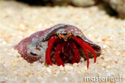 Red Legged Hermit Crab Paguristes Cadenati Online Shop