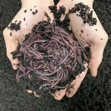 African Nightcrawler Earthworms Ancs C