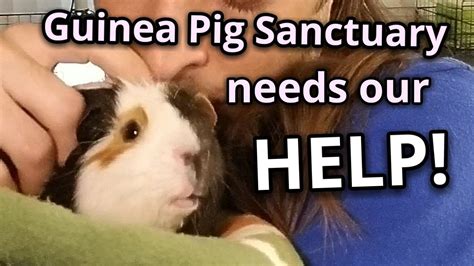 Guinea Pig Sanctuary Needs Our Help Youtube