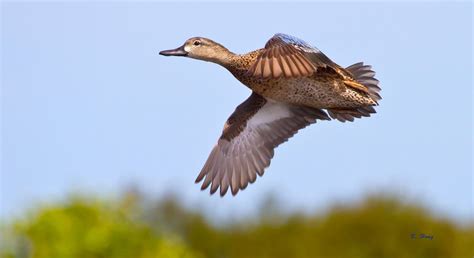 Blue-wing Teal Hen by Grouper on DeviantArt