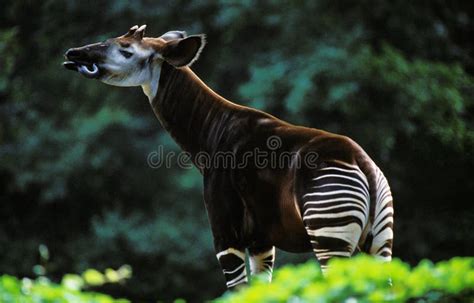 726 Okapi Stock Photos Free And Royalty Free Stock Photos From Dreamstime