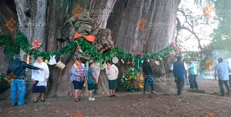 Festejan al milenario árbol del Tule en Oaxaca