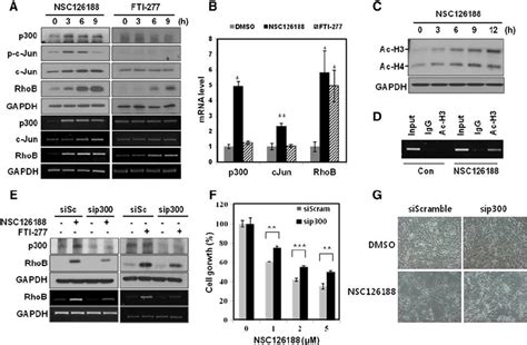 Expression Of P300 And C Jun In The Presence Of Nsc126188 Nugc 3 Cells