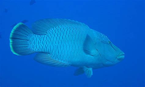 Humphead wrasse - Alchetron, The Free Social Encyclopedia