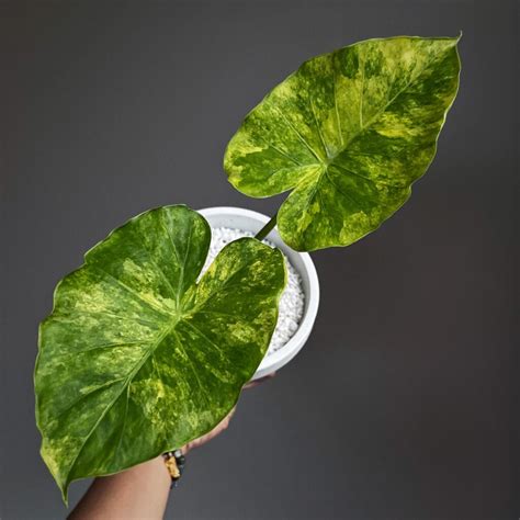 Mastering Epipremnum Giganteum Variegated Care Tips And Tricks