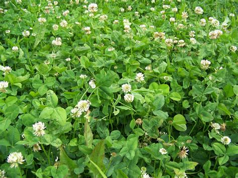 Best Clover Seed Blend For Deer Food Plotting Wall Hanger Food Plots