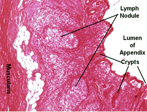 Appendix Histology