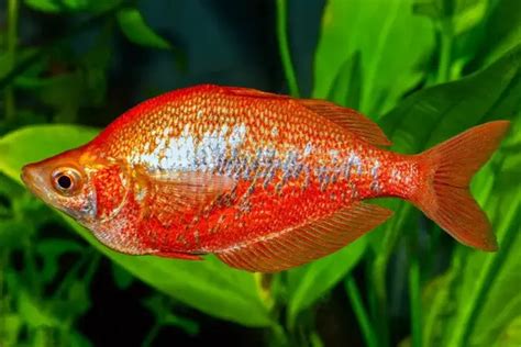 Red Rainbowfish Glossolepis Incisus Fish Profile And Care Guide