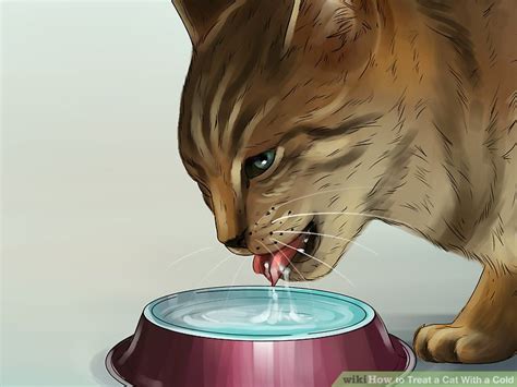 4 Ways to Treat a Cat With a Cold - wikiHow