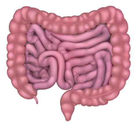 Appendix Drawing Stock Vectors Istock
