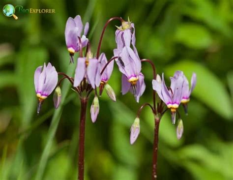 Shooting Star Flower Dodecatheon Media