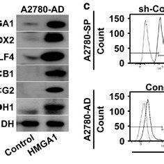 Hmga Overexpression Enhances The Drug Resistance Of Ovarian Cancer