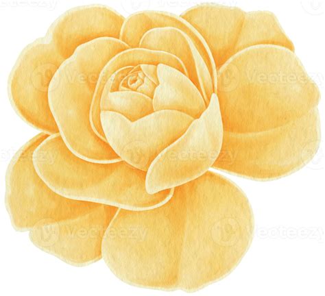 Yellow Rose Flowers Watercolor Illustration 9787509 Png