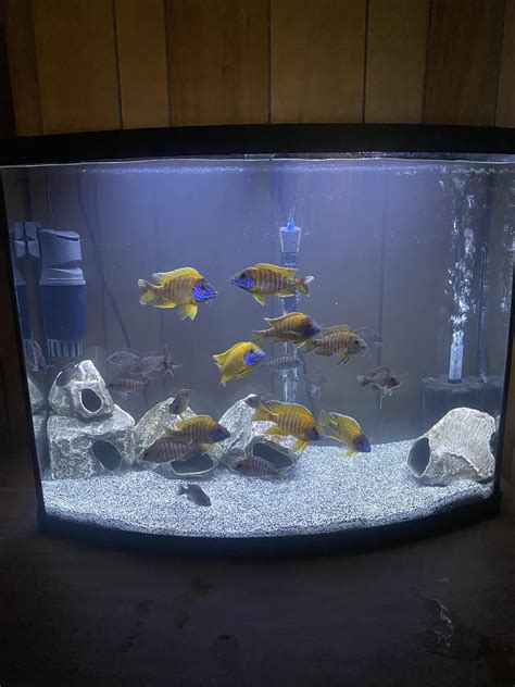 Peacock Cichlids. Raised these guys from fry. Unfortunately the father ...