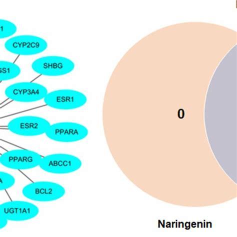 A Naringenin Protein Target Interaction Circular Nodes Stand For The