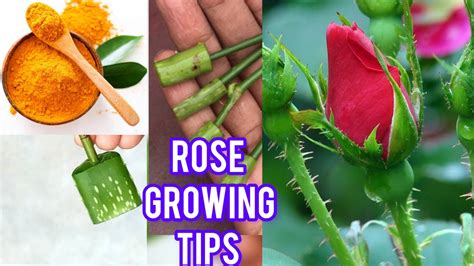 Hybrid Rose Plant How To Grow Rose Plant Rose Plant Care Rose Plant