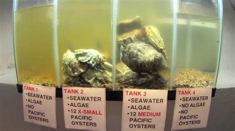 Pacific Oysters Filtering Algae Youtube