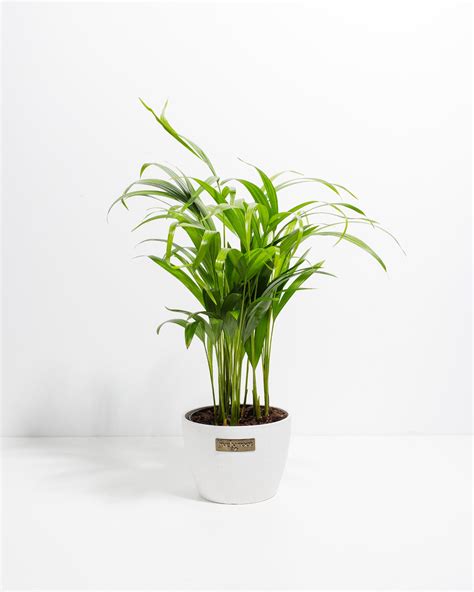 Areca Palm Tree for Sale, Care Guide & Presentation