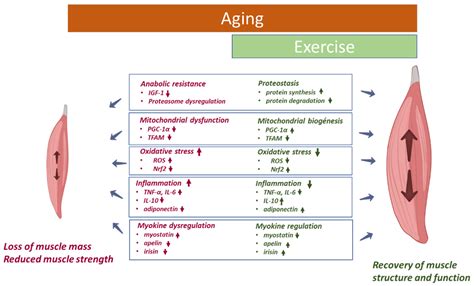 Ijms Free Full Text Effect Of Physical Activity Exercise On