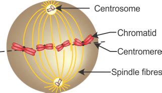 Mitosis Metaphase Diagram