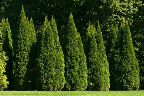 Thuja Occidentalis Swamp Cedar Northern White Cedar Eastern White