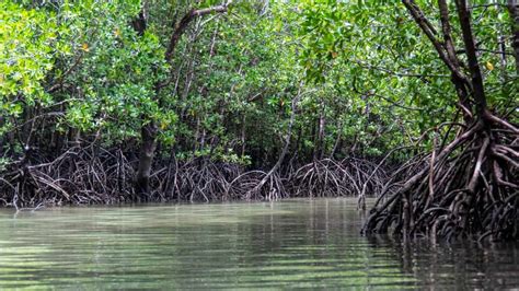 EGA begins planting 10,000 mangroves in Jebel Ali Wildlife Sanctuary - TRENDS Mena