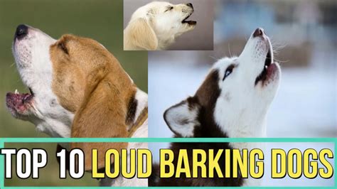 Top 10 Loud Barking Dogs Dogs With Loudest Bark Pets And Animals